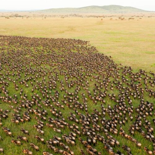 Maasai Mara
